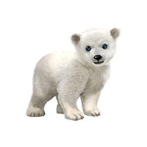Polar white bear PNG-23509